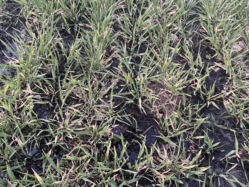 Farmtech Ultracis 1200