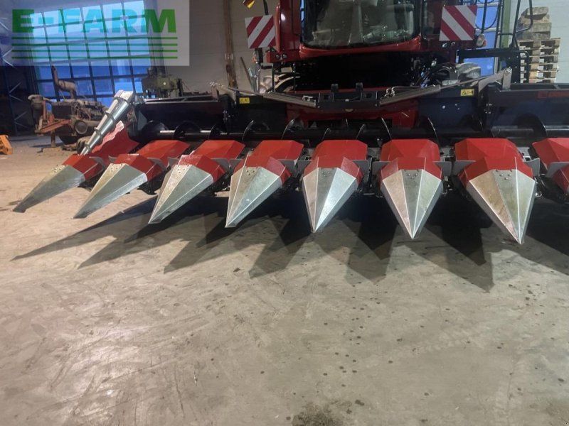 Dominoni maispflücker 8 reiher