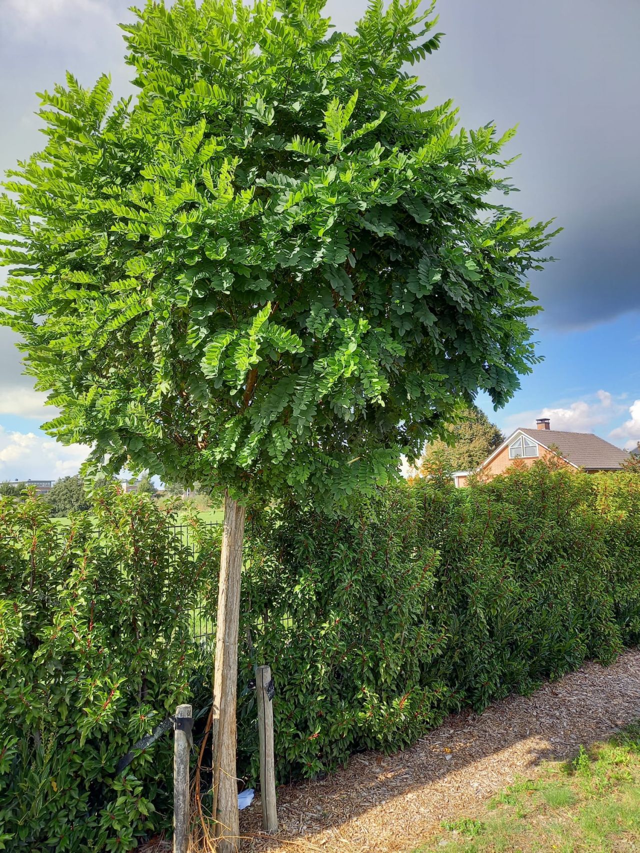 Bomen bolaccasia
