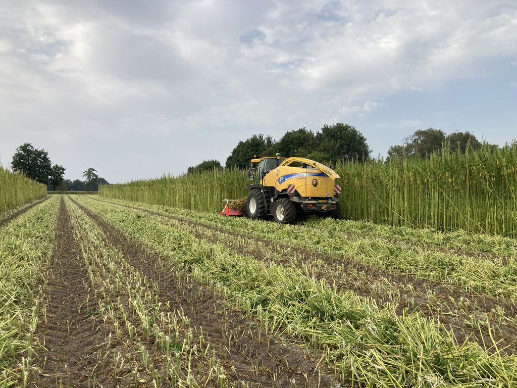 New Holland FR9060 for hemp harvest