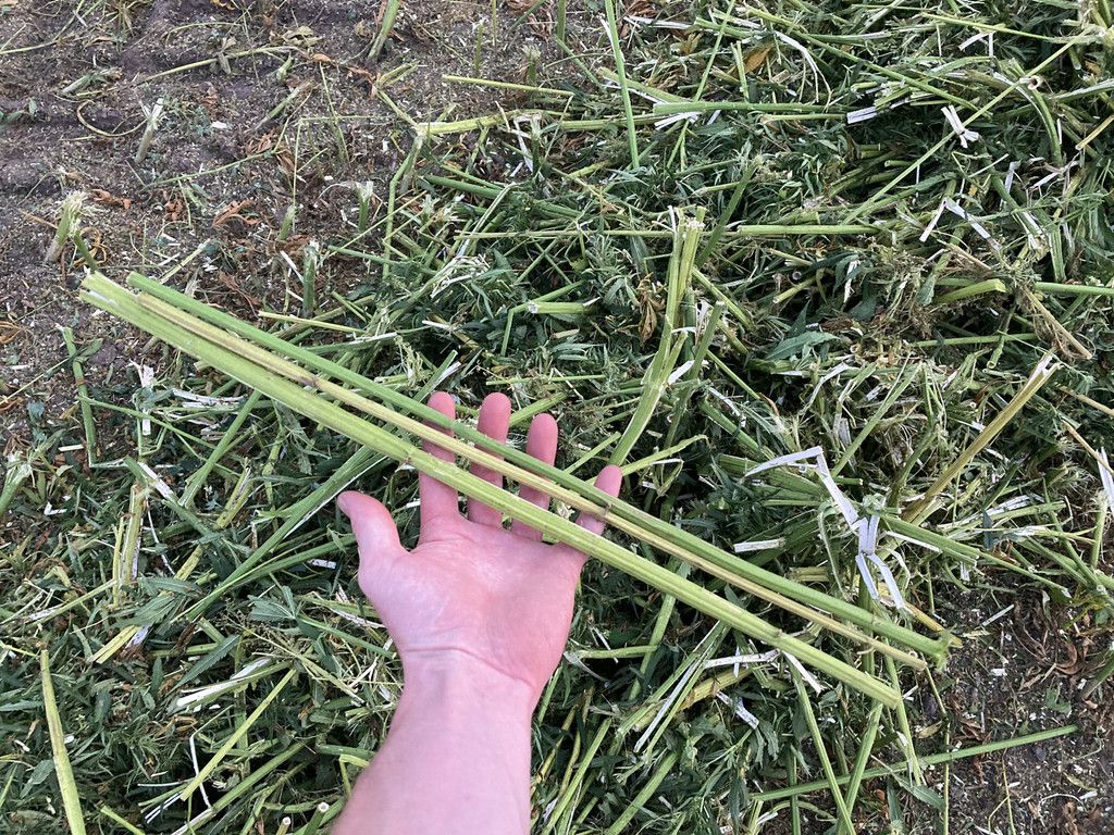 New Holland FR9060 for hemp harvest