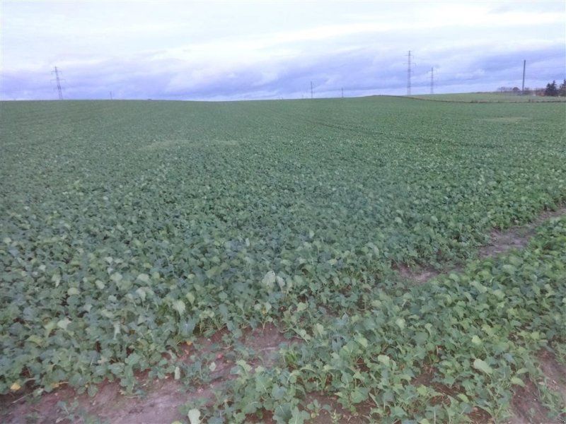 Amazone Cenius 5003-2TX