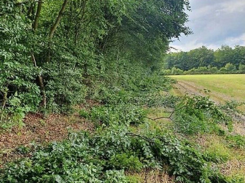 Astschere Heckenschere Baumschere Baumsäge