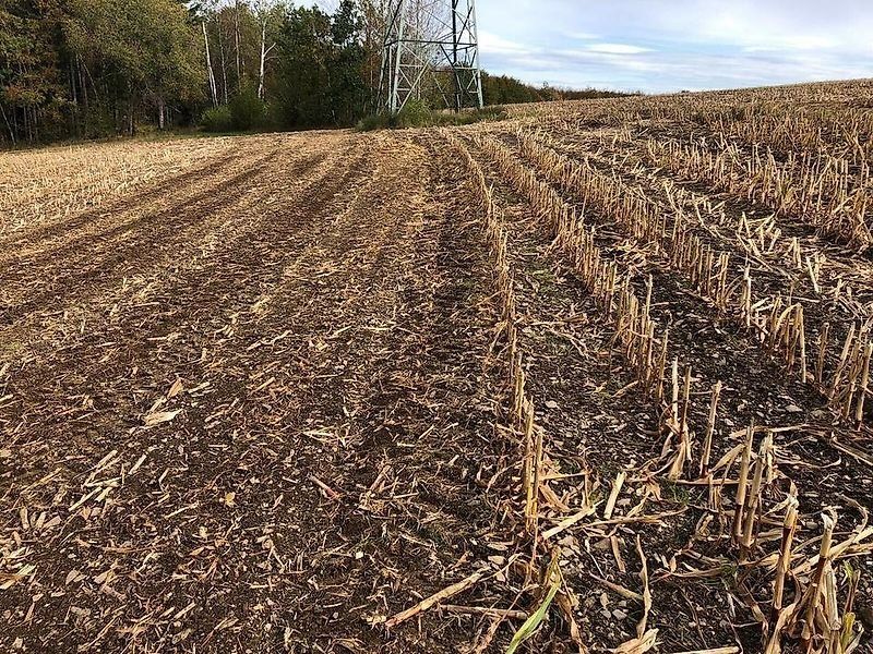 Omarv Schlegel Mäher