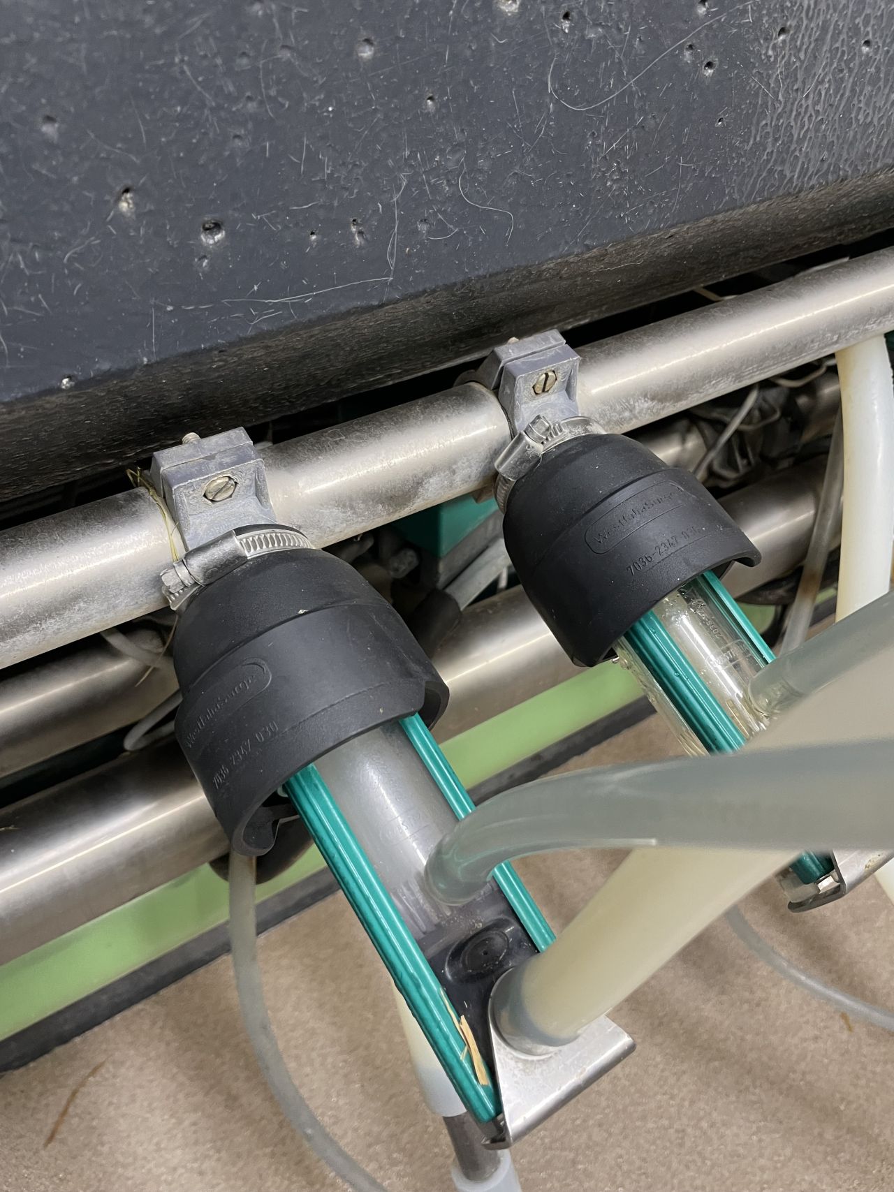 Westfalia / GEA melkstal voor geiten en schapen