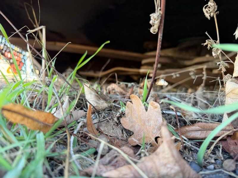 Spearhead StarCut 500