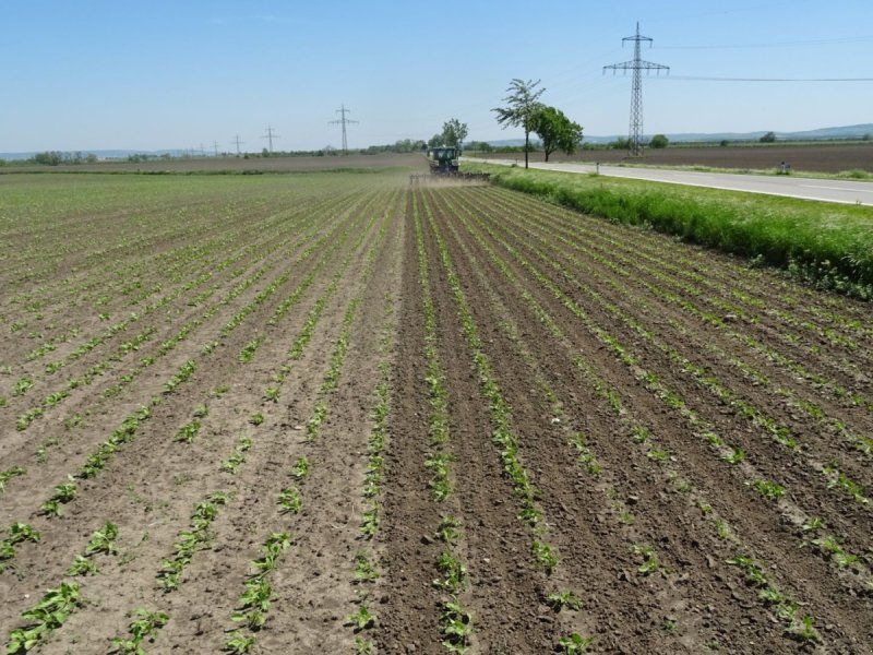 Hatzenbichler 12R6MF 50 cm Roer/Raps/Spinat