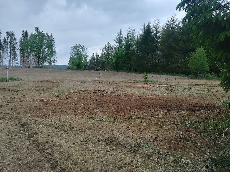 Omarv Verona Forst  Schlegel