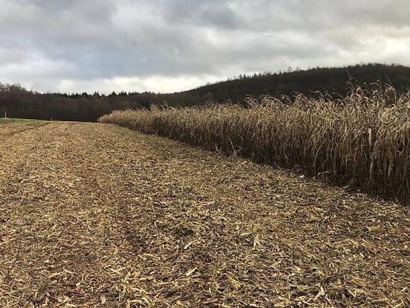 Omarv Schlegel   Mäher