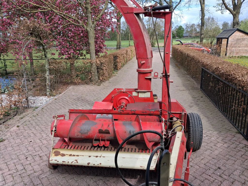 PZ Scylla grashakselaar