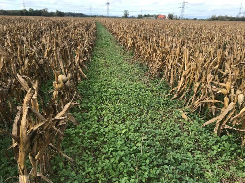 Lehner Vento II für Grasuntersaat im Mais