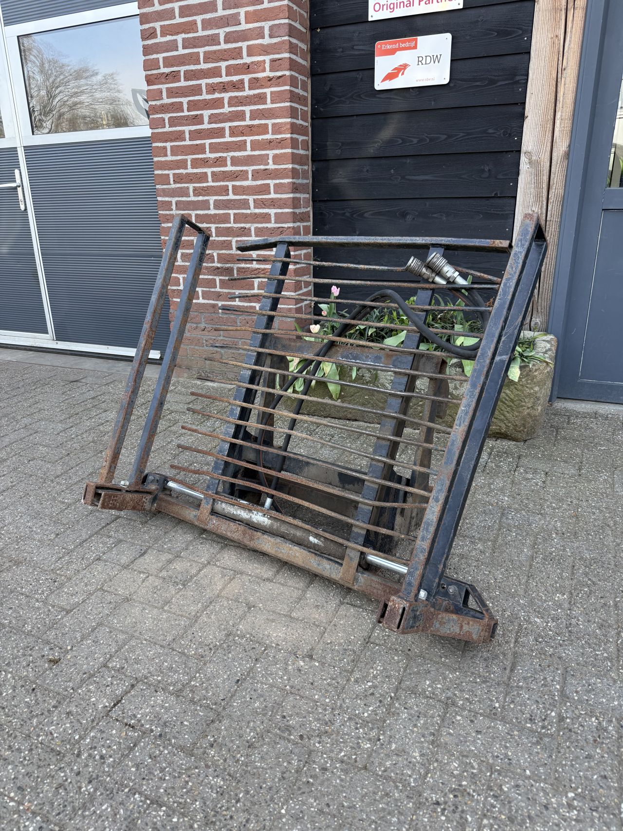Stenenklem met giant oren
