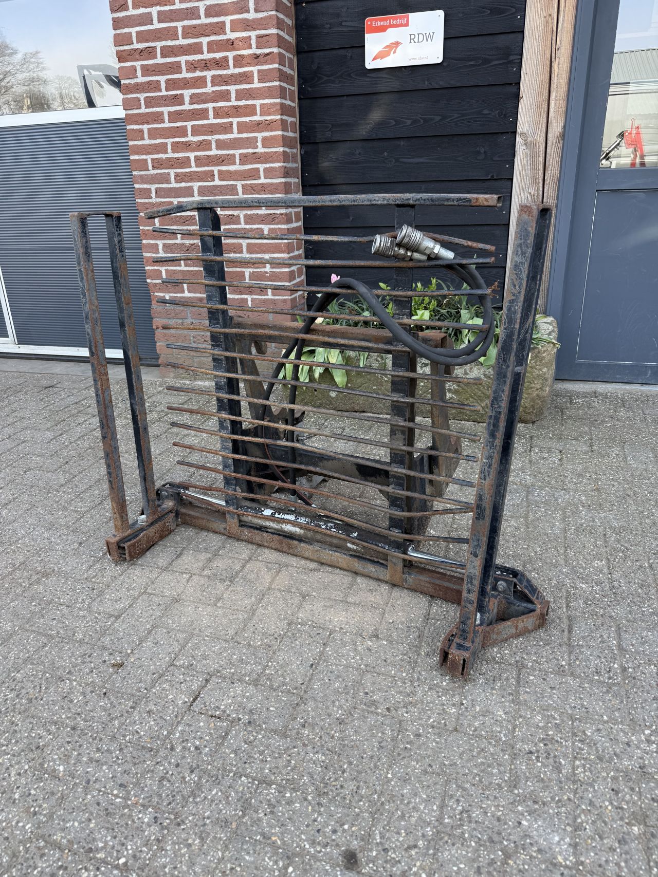 Stenenklem met giant oren