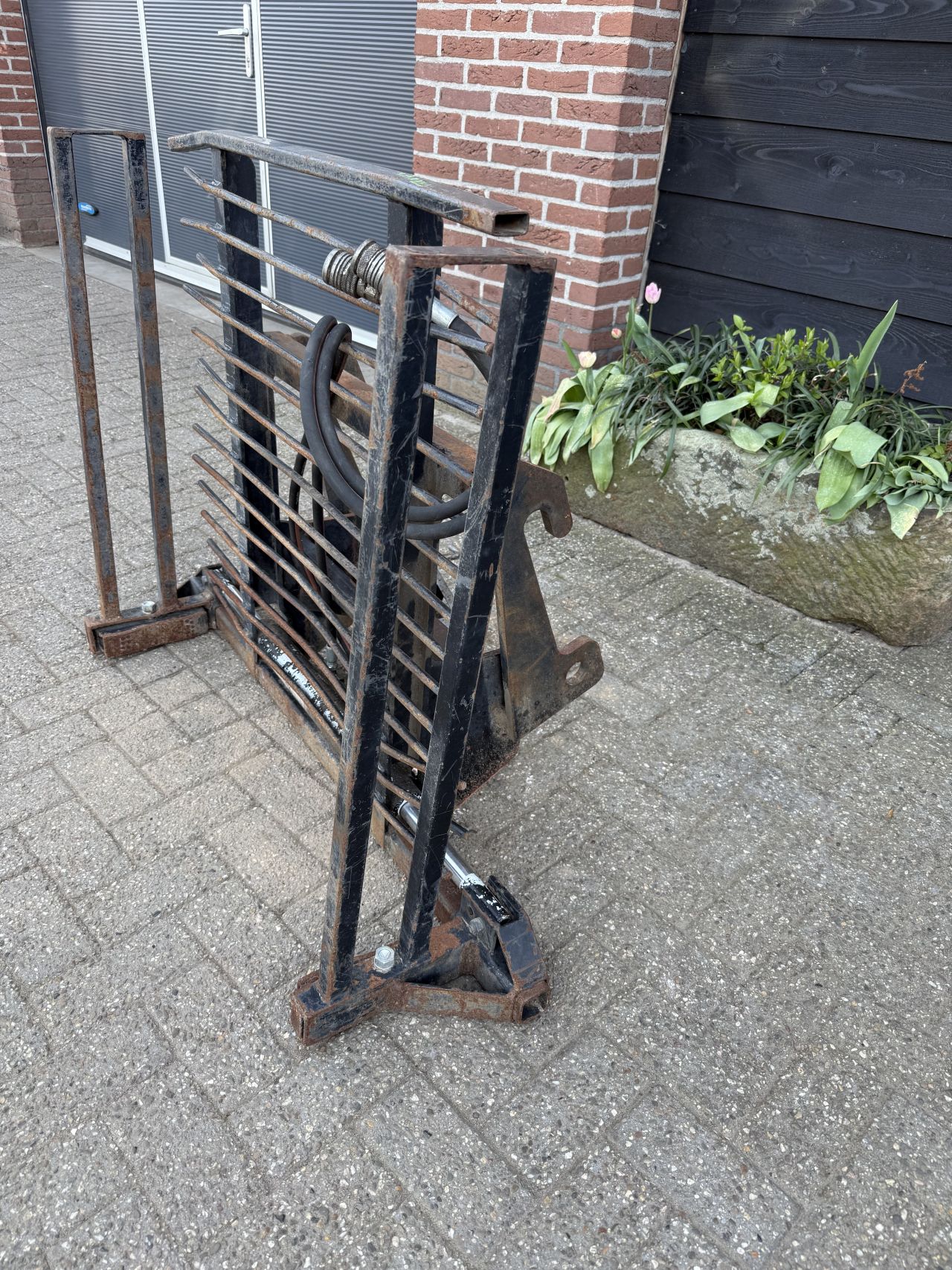 Stenenklem met giant oren