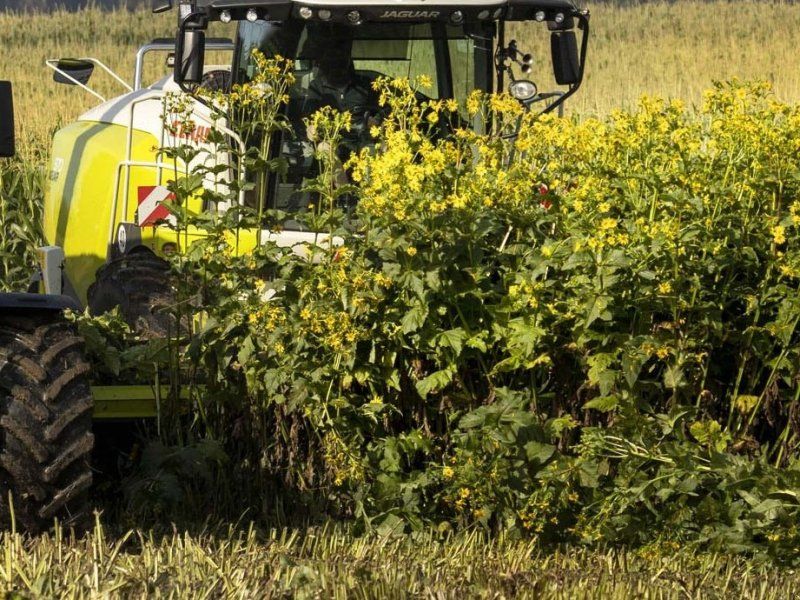 Claas Idass Easy WaY50  5m hlpb Silphie / für