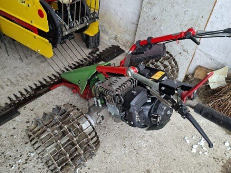 Rapid Rex