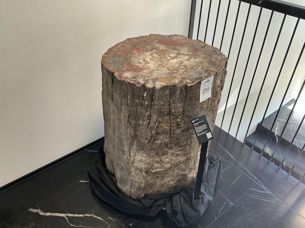 Fossilised tree stump (dendrolith)
