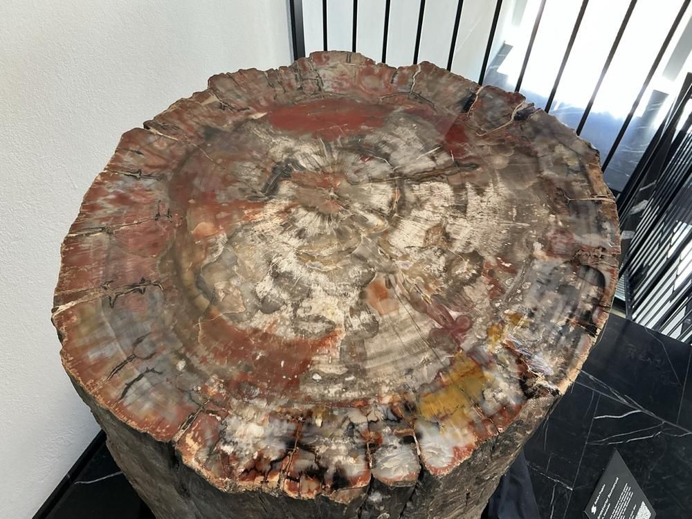 Fossilised tree stump (dendrolith)