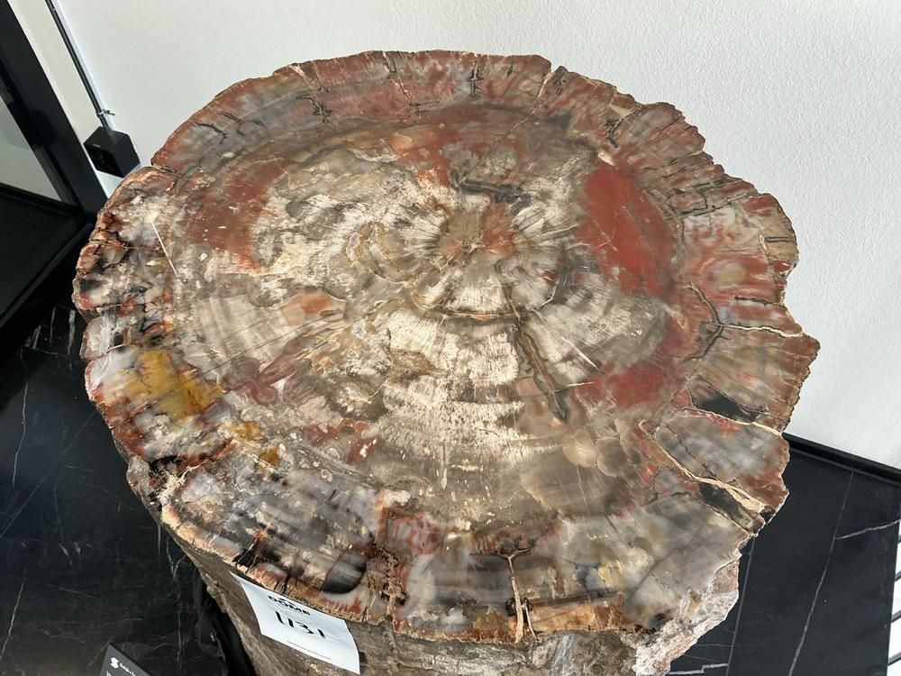Fossilised tree stump (dendrolith)