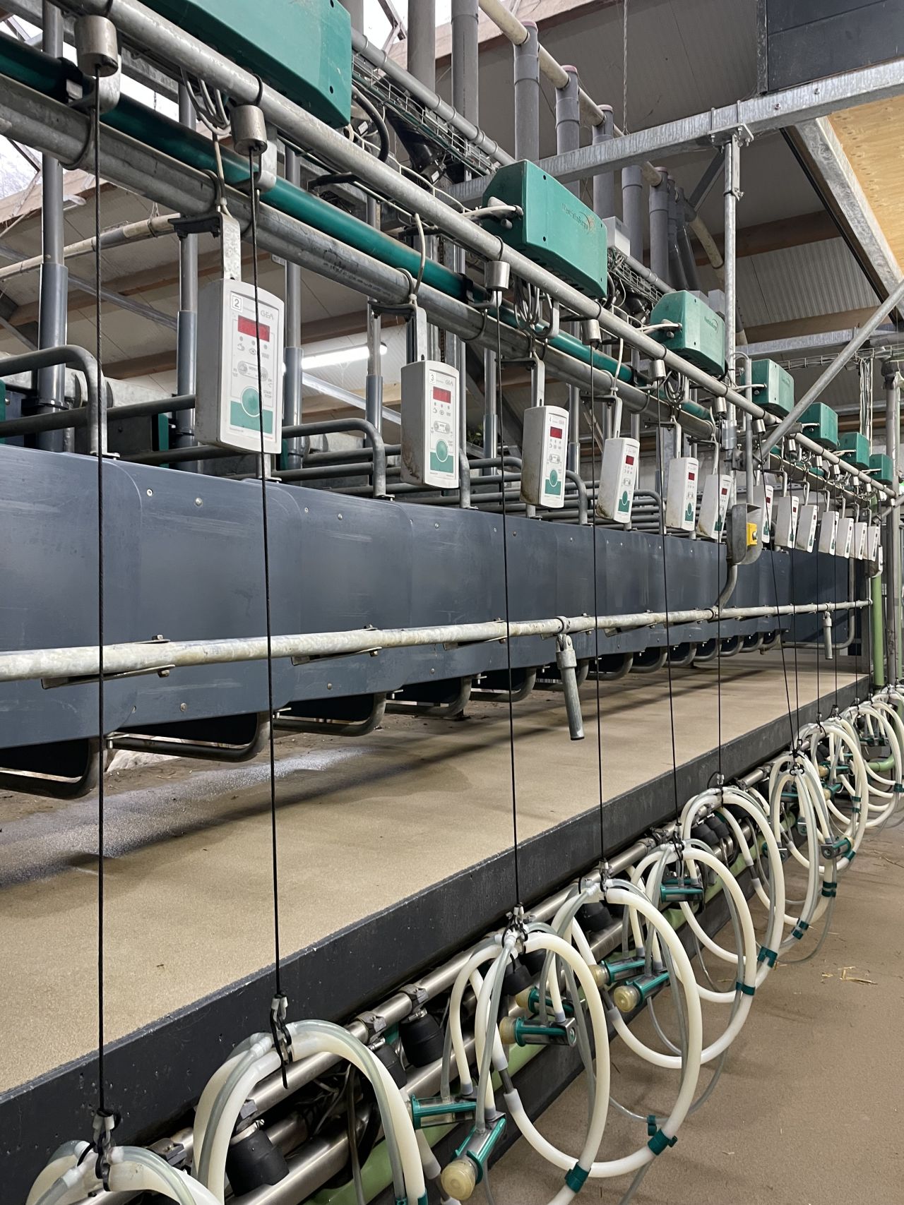 NETTE MELKSTAL GEITEN EN SCHAPEN GEA/WESTFALIA