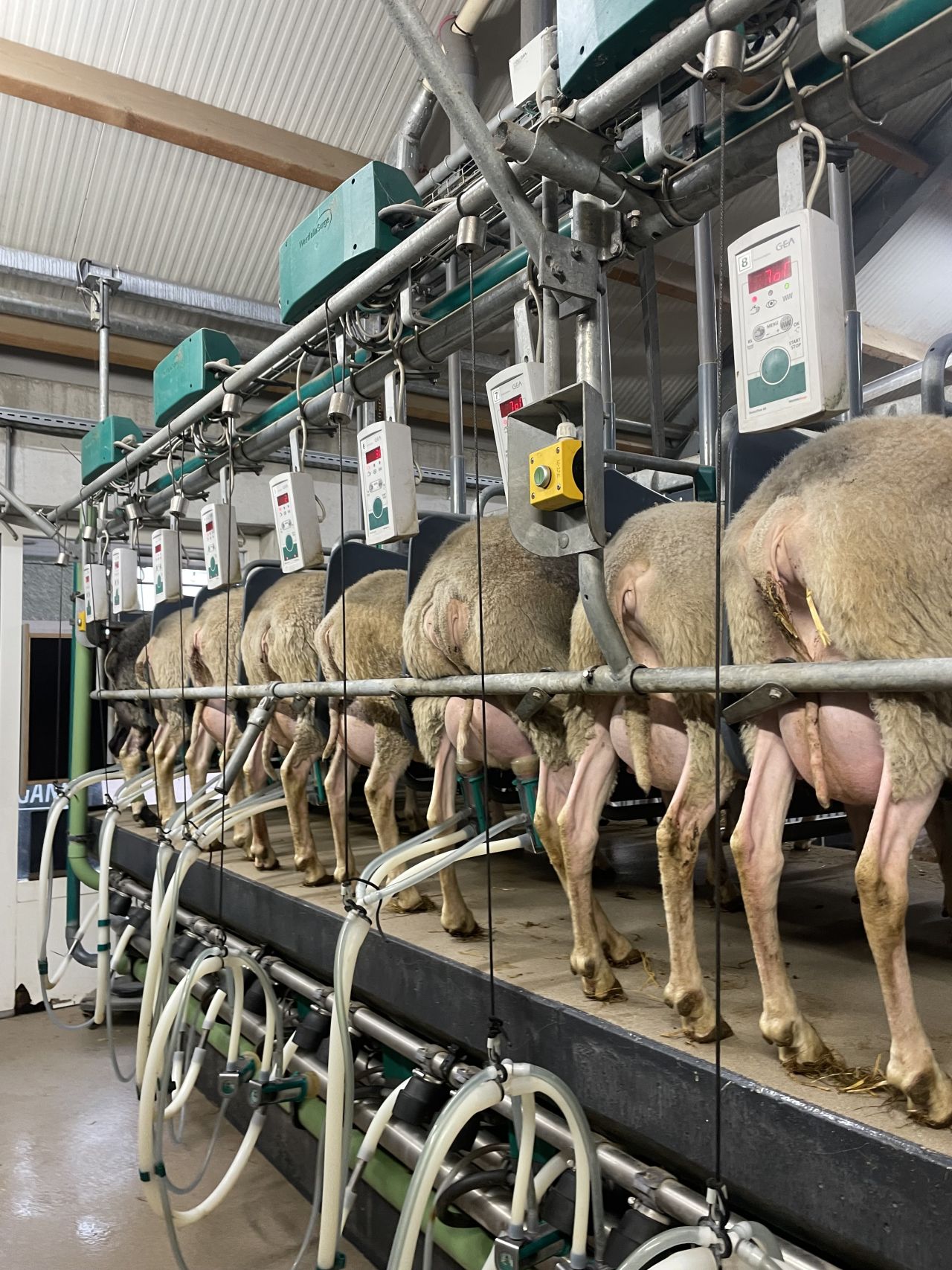 NETTE MELKSTAL GEITEN EN SCHAPEN GEA/WESTFALIA