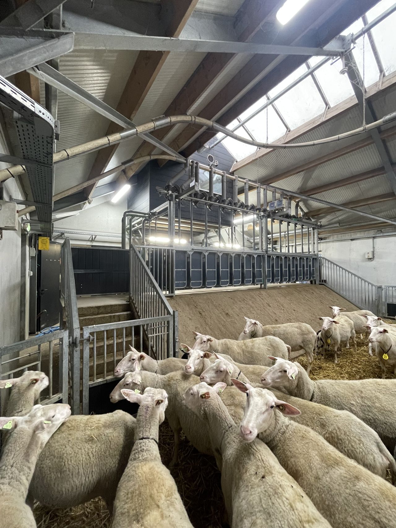 NETTE MELKSTAL GEITEN EN SCHAPEN GEA/WESTFALIA