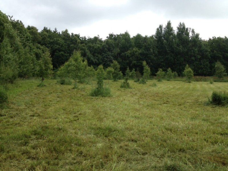 KUNZ Rough cut AMERIKANSK KVALITET