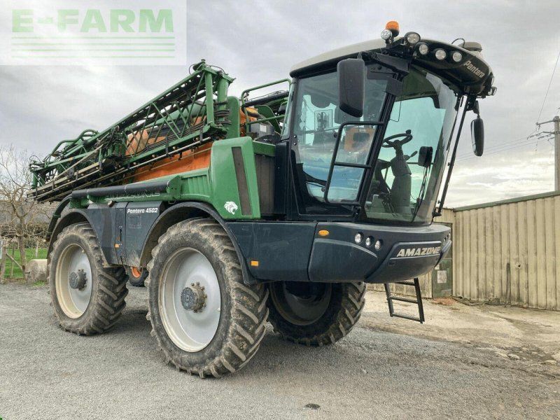 Amazone pantera